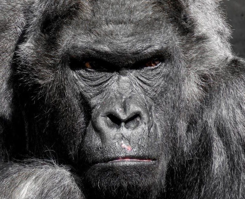 ap chemistry multiple choice 2021 pdf