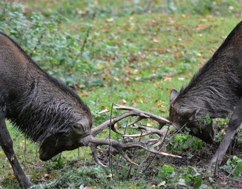 major clash compromise answer key pdf