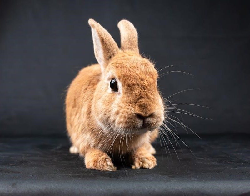 animal physiology hill 5th edition pdf