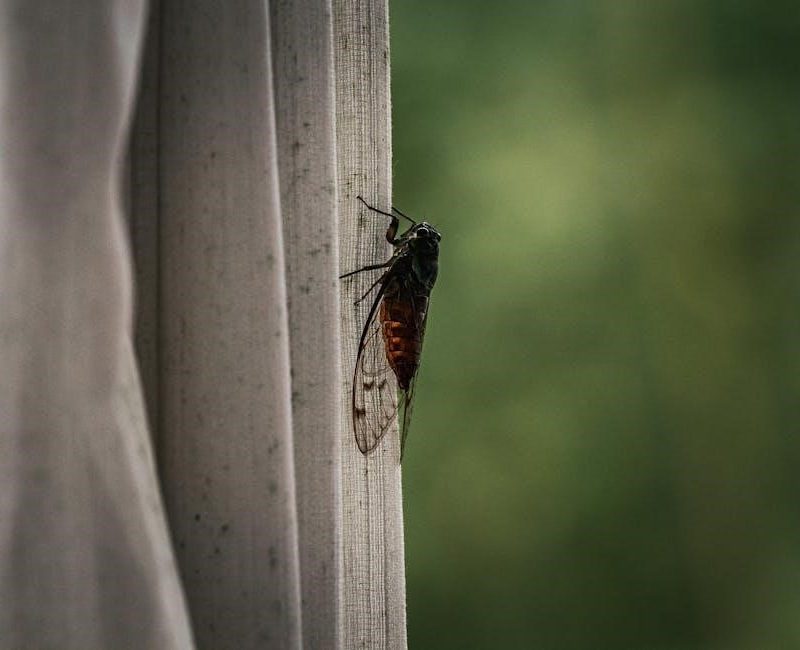 ryoko’s guide to the yokai realms pdf free download