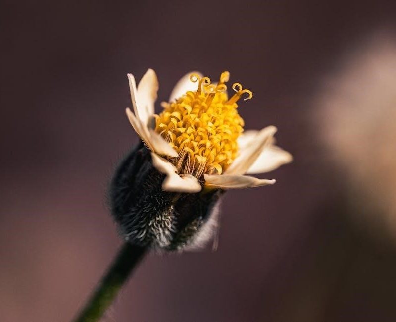 the barren grounds pdf free download