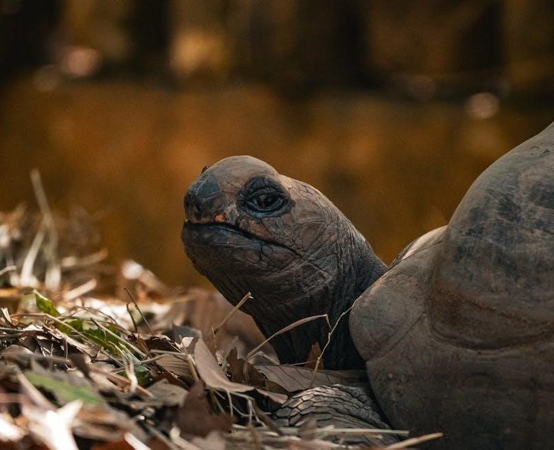 list of creative curriculum studies pdf free download