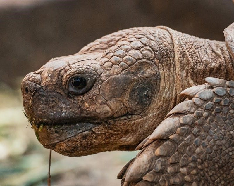 aha acls provider manual 2020 pdf free download