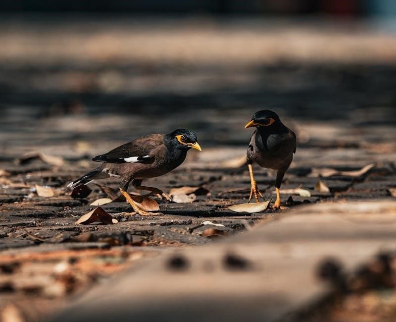 cashvertising free pdf