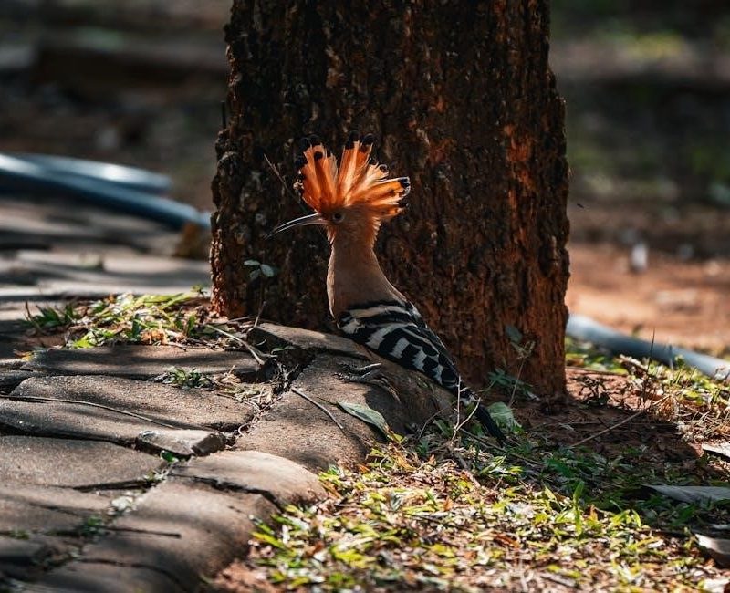 bobbie goods coloring book pdf free download