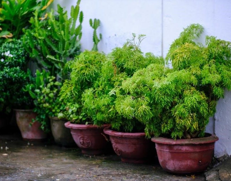 da form 4187 dec 2022 pdf