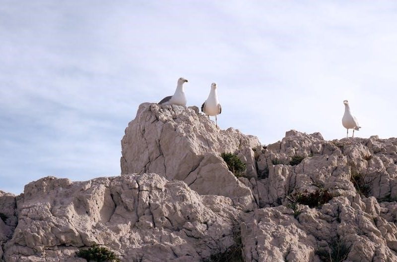 litany of sacred heart of jesus pdf