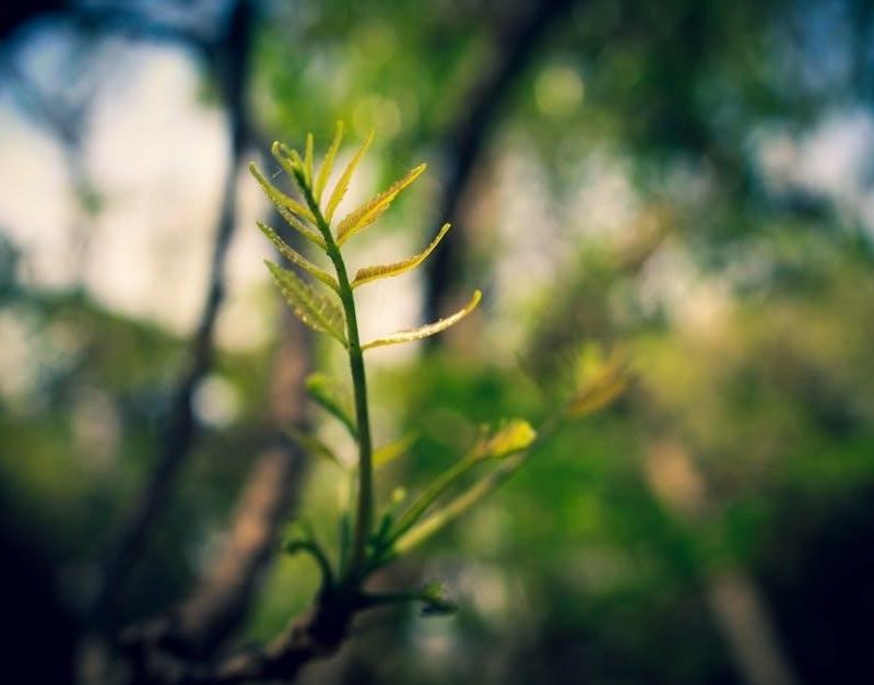 ode to a nightingale pdf